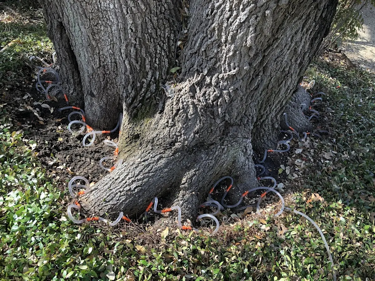 Detailed Tree Cabling and Bracing job site in Harriman